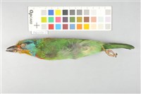 藏品(五色鳥)的圖片